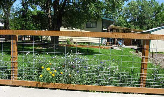 Hog wire Fence flowers