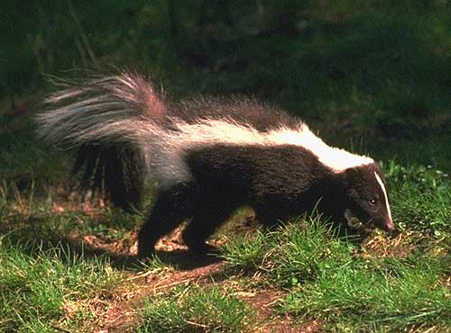 Striped skunk